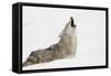 Coyote howling in snow, Montana-Adam Jones-Framed Stretched Canvas