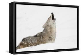 Coyote howling in snow, Montana-Adam Jones-Framed Stretched Canvas