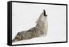 Coyote howling in snow, Montana-Adam Jones-Framed Stretched Canvas