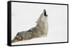 Coyote howling in snow, Montana-Adam Jones-Framed Stretched Canvas