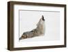 Coyote howling in snow, Montana-Adam Jones-Framed Photographic Print