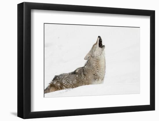 Coyote howling in snow, Montana-Adam Jones-Framed Photographic Print