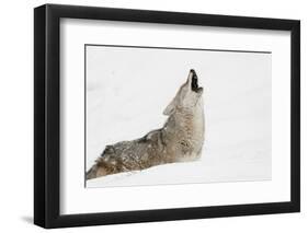 Coyote howling in snow, Montana-Adam Jones-Framed Photographic Print