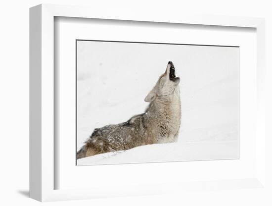 Coyote howling in snow, Montana-Adam Jones-Framed Photographic Print