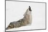Coyote howling in snow, Montana-Adam Jones-Mounted Photographic Print