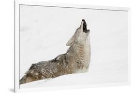 Coyote howling in snow, Montana-Adam Jones-Framed Photographic Print