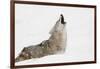 Coyote howling in snow, Montana-Adam Jones-Framed Photographic Print