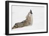 Coyote howling in snow, Montana-Adam Jones-Framed Photographic Print