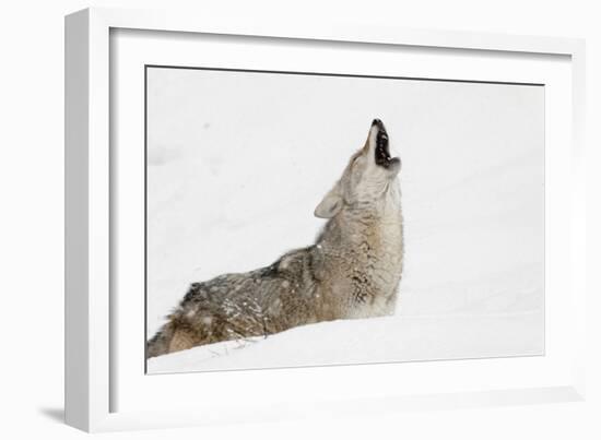 Coyote howling in snow, Montana-Adam Jones-Framed Photographic Print