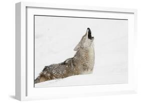 Coyote howling in snow, Montana-Adam Jones-Framed Photographic Print