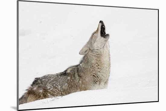 Coyote howling in snow, Montana-Adam Jones-Mounted Photographic Print