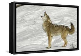 Coyote howling in winter, Montana-Adam Jones-Framed Stretched Canvas