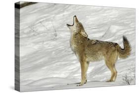 Coyote howling in winter, Montana-Adam Jones-Stretched Canvas