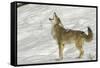 Coyote howling in winter, Montana-Adam Jones-Framed Stretched Canvas