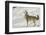 Coyote howling in winter, Montana-Adam Jones-Framed Premium Photographic Print
