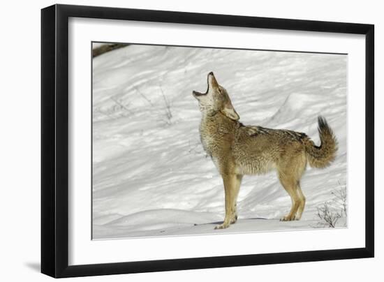 Coyote howling in winter, Montana-Adam Jones-Framed Photographic Print