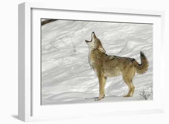 Coyote howling in winter, Montana-Adam Jones-Framed Photographic Print
