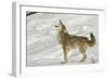 Coyote howling in winter, Montana-Adam Jones-Framed Photographic Print