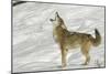 Coyote howling in winter, Montana-Adam Jones-Mounted Photographic Print