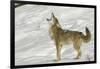 Coyote howling in winter, Montana-Adam Jones-Framed Photographic Print