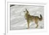 Coyote howling in winter, Montana-Adam Jones-Framed Photographic Print