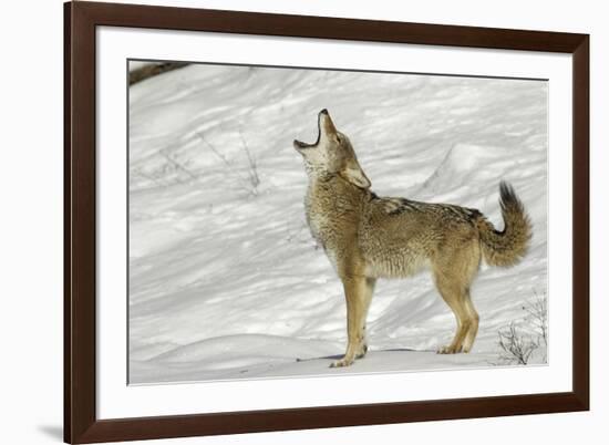 Coyote howling in winter, Montana-Adam Jones-Framed Photographic Print