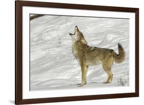 Coyote howling in winter, Montana-Adam Jones-Framed Photographic Print