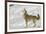 Coyote howling in winter, Montana-Adam Jones-Framed Photographic Print