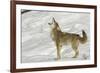 Coyote howling in winter, Montana-Adam Jones-Framed Photographic Print