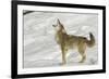 Coyote howling in winter, Montana-Adam Jones-Framed Photographic Print