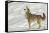 Coyote howling in winter, Montana-Adam Jones-Framed Stretched Canvas