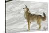 Coyote howling in winter, Montana-Adam Jones-Stretched Canvas