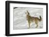 Coyote howling in winter, Montana-Adam Jones-Framed Photographic Print