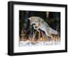 Coyote hunting after snowfall, Yellowstone National Park-George Sanker-Framed Photographic Print