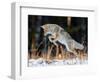 Coyote hunting after snowfall, Yellowstone National Park-George Sanker-Framed Photographic Print