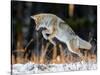 Coyote hunting after snowfall, Yellowstone National Park-George Sanker-Stretched Canvas