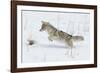 Coyote hunting rodents in the snow, Yellowstone National Park-Ken Archer-Framed Photographic Print