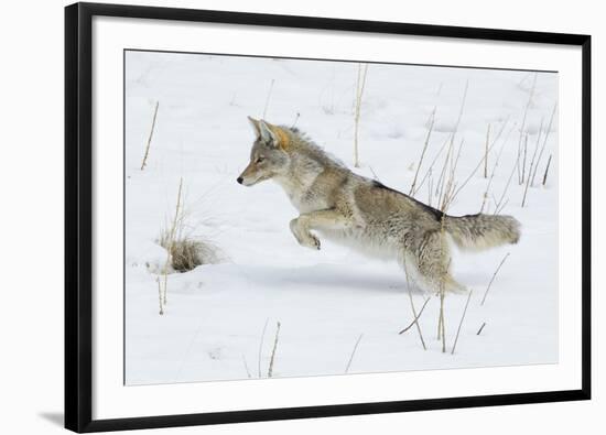 Coyote hunting rodents in the snow, Yellowstone National Park-Ken Archer-Framed Photographic Print