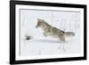 Coyote hunting rodents in the snow, Yellowstone National Park-Ken Archer-Framed Photographic Print