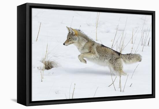Coyote hunting rodents in the snow, Yellowstone National Park-Ken Archer-Framed Stretched Canvas