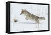 Coyote hunting rodents in the snow, Yellowstone National Park-Ken Archer-Framed Stretched Canvas