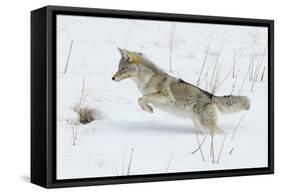 Coyote hunting rodents in the snow, Yellowstone National Park-Ken Archer-Framed Stretched Canvas