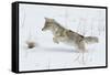 Coyote hunting rodents in the snow, Yellowstone National Park-Ken Archer-Framed Stretched Canvas