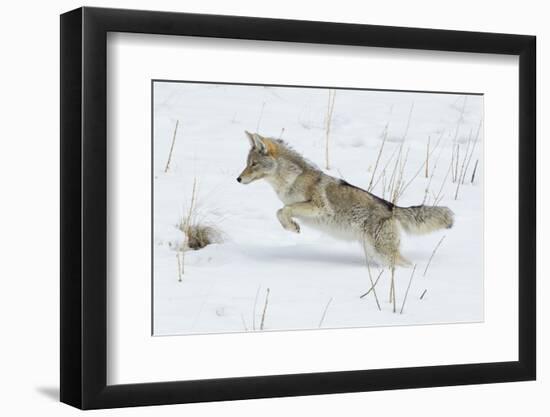 Coyote hunting rodents in the snow, Yellowstone National Park-Ken Archer-Framed Premium Photographic Print