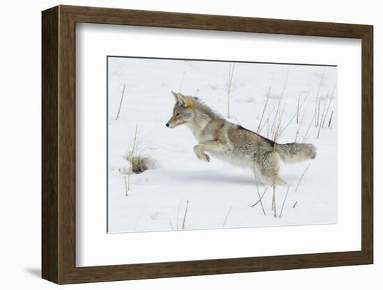 Coyote hunting rodents in the snow, Yellowstone National Park-Ken Archer-Framed Photographic Print