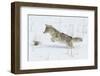 Coyote hunting rodents in the snow, Yellowstone National Park-Ken Archer-Framed Photographic Print