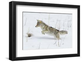 Coyote hunting rodents in the snow, Yellowstone National Park-Ken Archer-Framed Photographic Print
