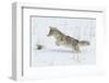 Coyote hunting rodents in the snow, Yellowstone National Park-Ken Archer-Framed Photographic Print