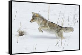 Coyote hunting rodents in the snow, Yellowstone National Park-Ken Archer-Framed Stretched Canvas