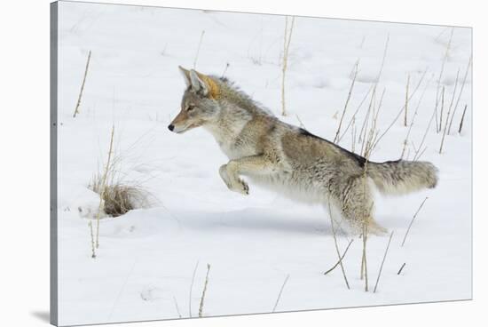 Coyote hunting rodents in the snow, Yellowstone National Park-Ken Archer-Stretched Canvas